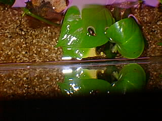 Caramujos comedores de algas Caramujos comedores de algas